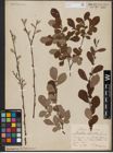 Foto von Salix aurita L.
